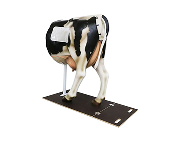 Simulador de vaca para entrenamiento de inseminación artificial, henryetta, modelo holstein
